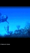 Dolphins