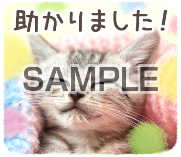 アニマル