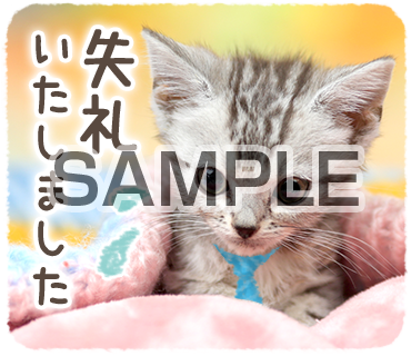 アニマル