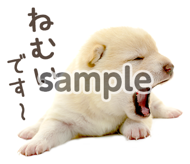 画像5