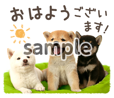 画像5
