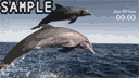 Dolphins