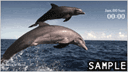 Dolphins