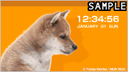 SHIBA