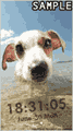Dogs in ����