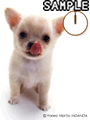 Dogs