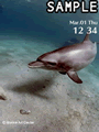 Dolphins