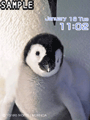 Penguins