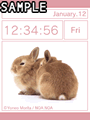 Rabbits