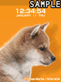 SHIBA