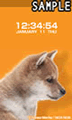 SHIBA