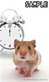 Hamsters