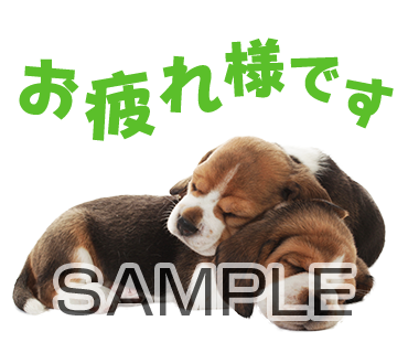 アニマル