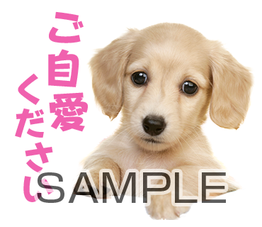 アニマル