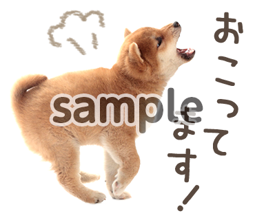 アニマル