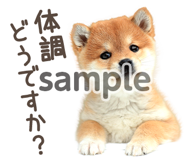 アニマル