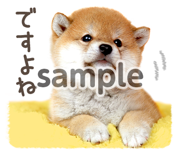 アニマル