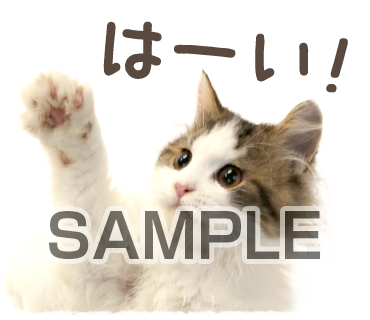 アニマル