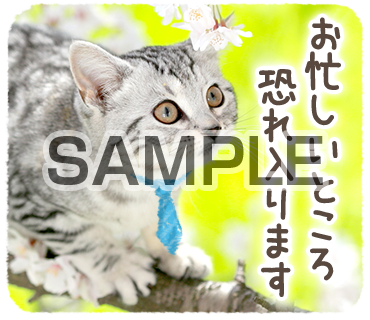 アニマル